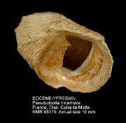 EOCENE-YPRESIAN Pseudodostia tricarinata